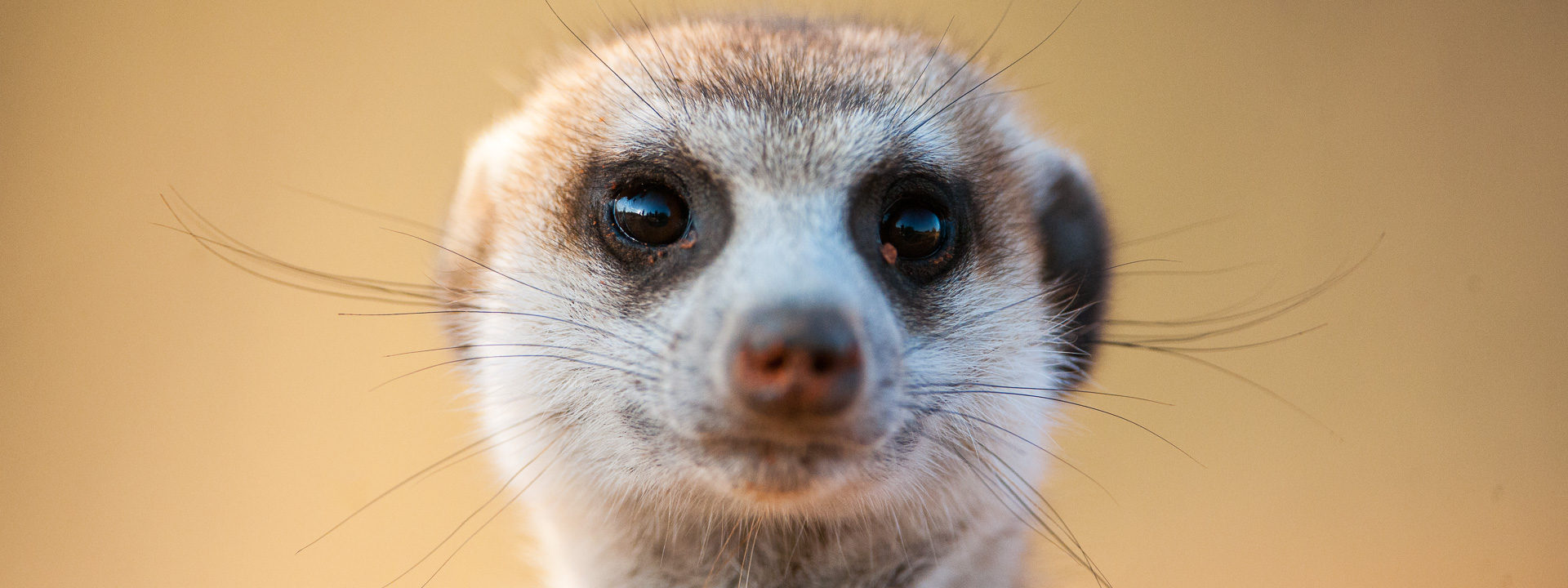 meerkat close up